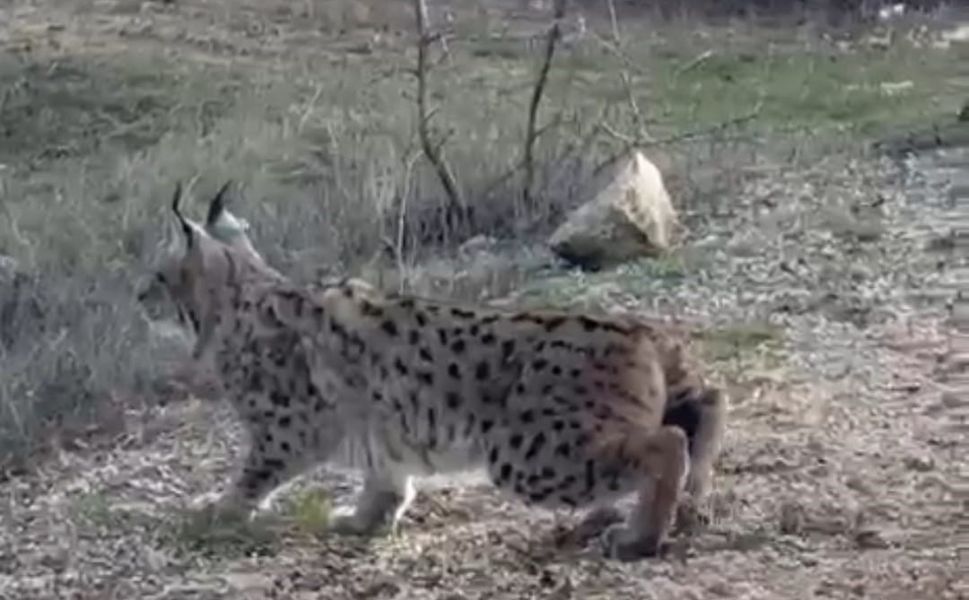 Nallıhan'da nesli tükenmekte olan vaşak görüldü