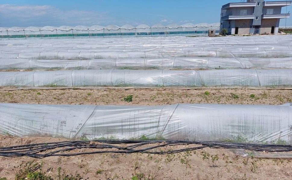 Tarım ve Orman Bakanlığından, bir çiftçinin satamadığı kıvırcıkların koyunlara yem edildiği iddialarına yalanlama