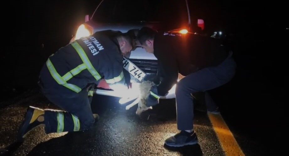 Batman’da araca çarpan tilki itfaiye ekiplerince kurtarıldı