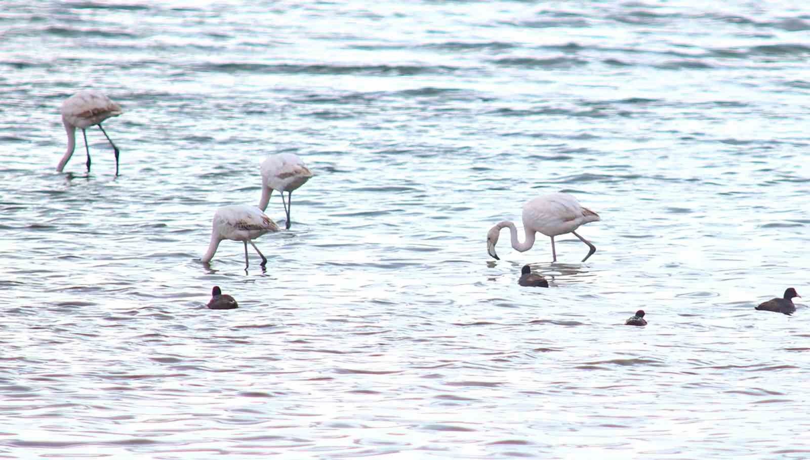 Flamingolar Van Gölü Havzası'na geri döndü