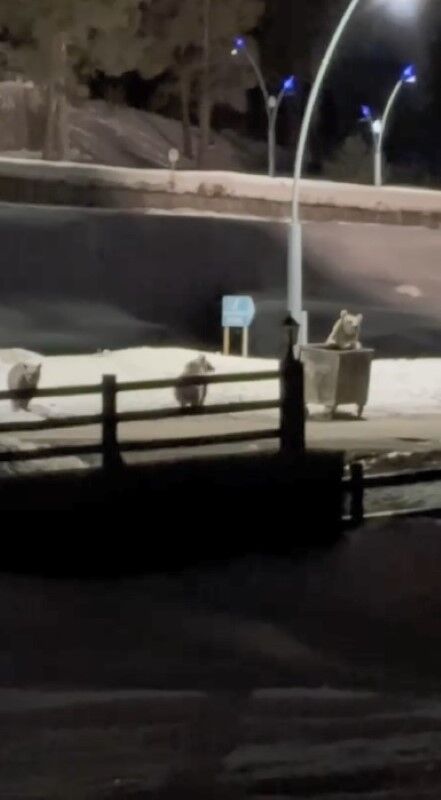 Kars'ta anne ayı ve yavrularının çöp konteynırı mesaisi kamerada