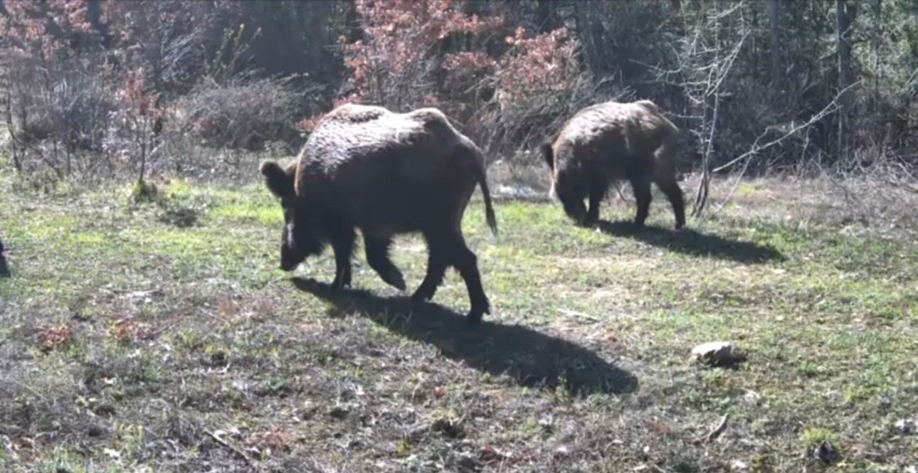 Yiyecek arayan yaban hayvanları fotokapanla görüntülendi