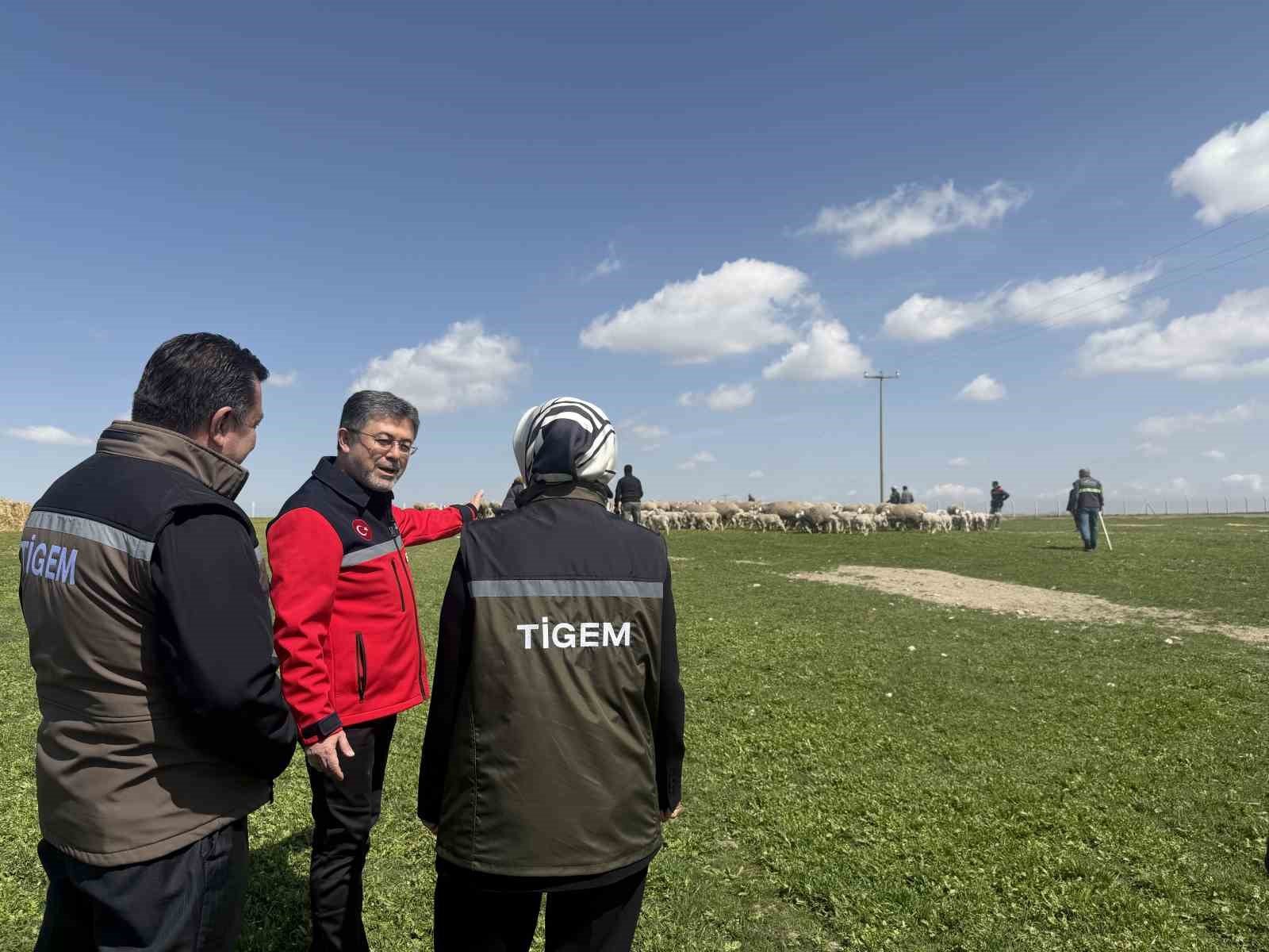 Bakan Yumaklı: (Kırsalda Bereket Küçükbaşa Destek Projesi) 'En iyi ırkın oluşturulması için çalışılmış sürülerden verilecek'