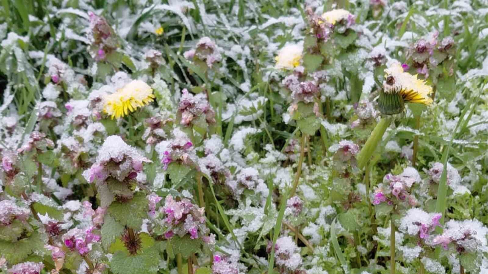 Bolu'da baharda açan çiçekler beyaza büründü