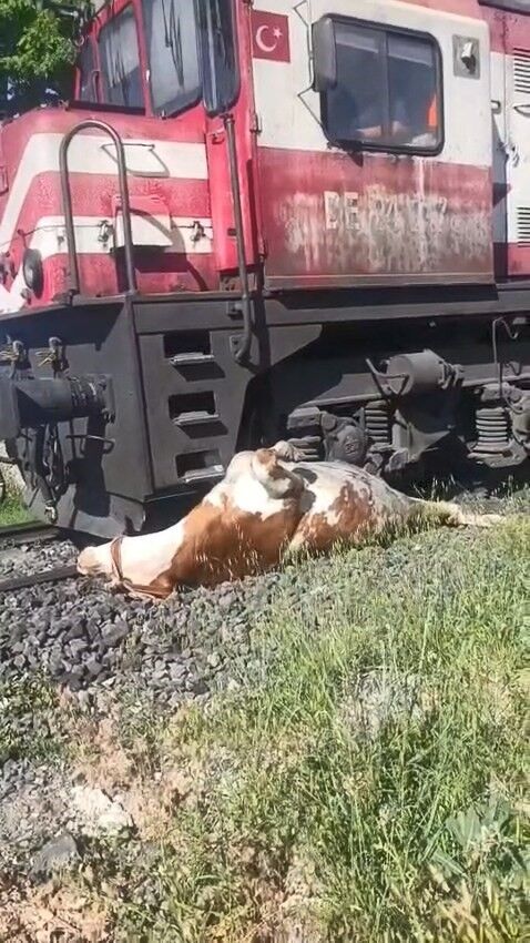 Tren çarpması sonucu raylara sıkışan ineğin telef olmaması için saniyelerle yarıştılar