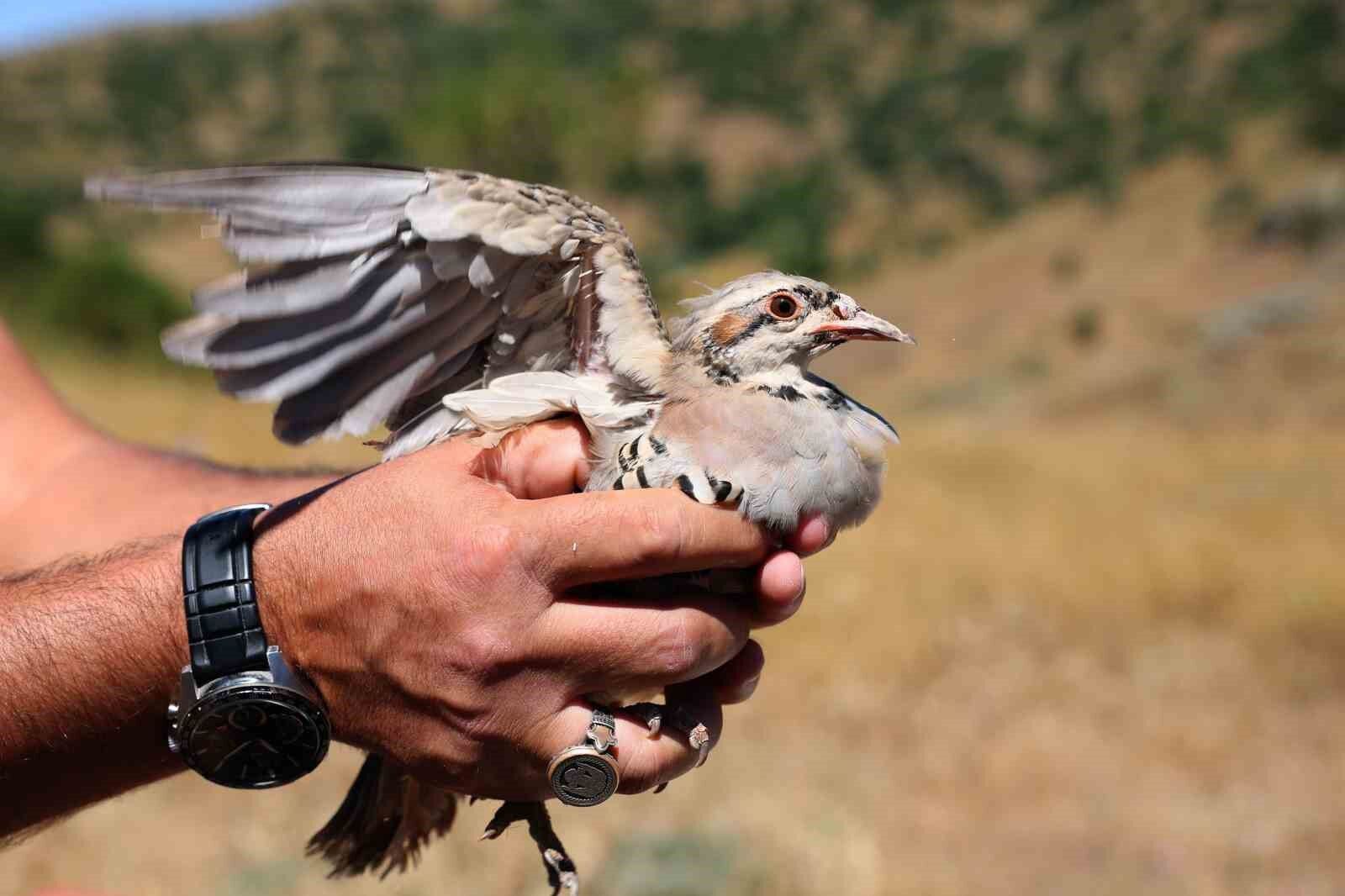 Sivas'ta 500 kene avcısı görev başında