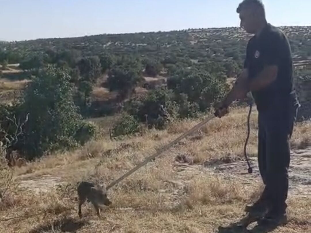 Kuyuya düşen yaban domuzu yavrusu için seferber oldular