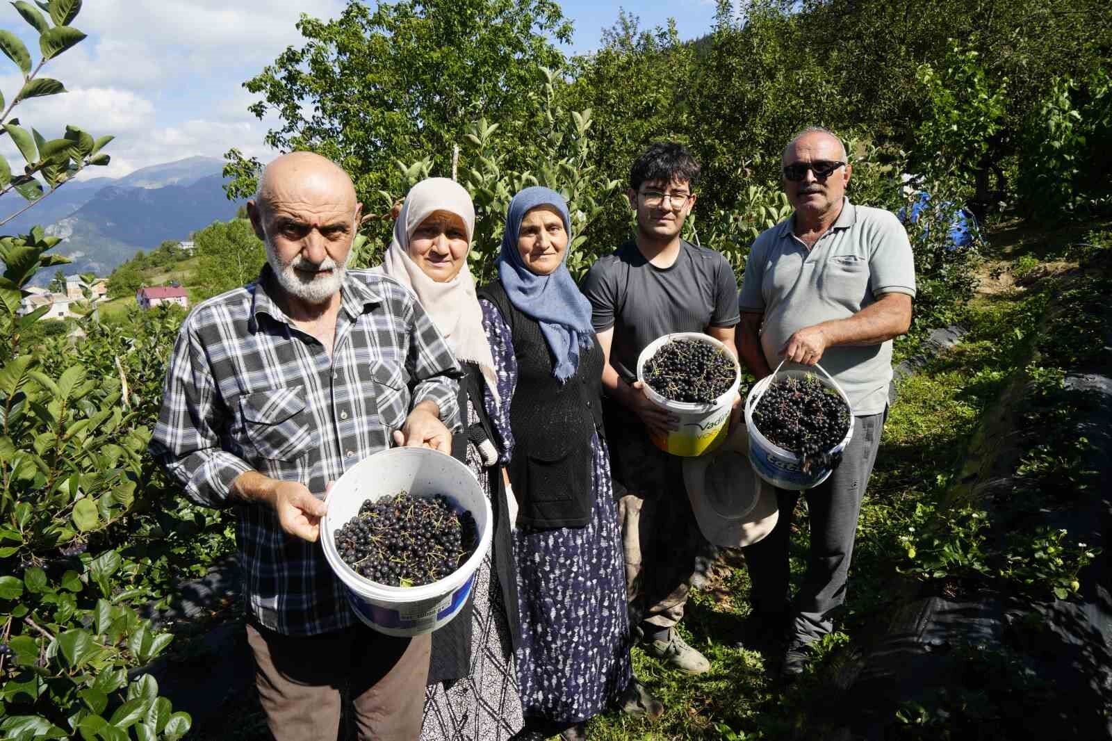 Gümüşhane'de aronya bereketi: 75 ton rekolte bekleniyor