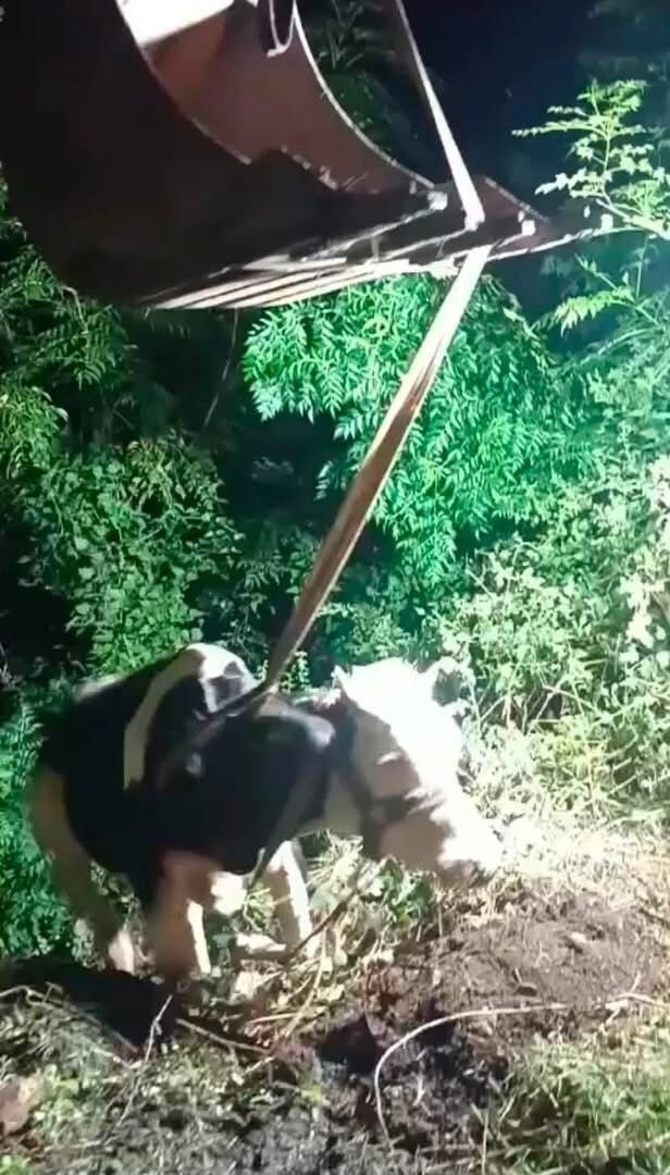 İskenderun'da uçurumdan düşen inek iş makinesiyle kurtarıldı