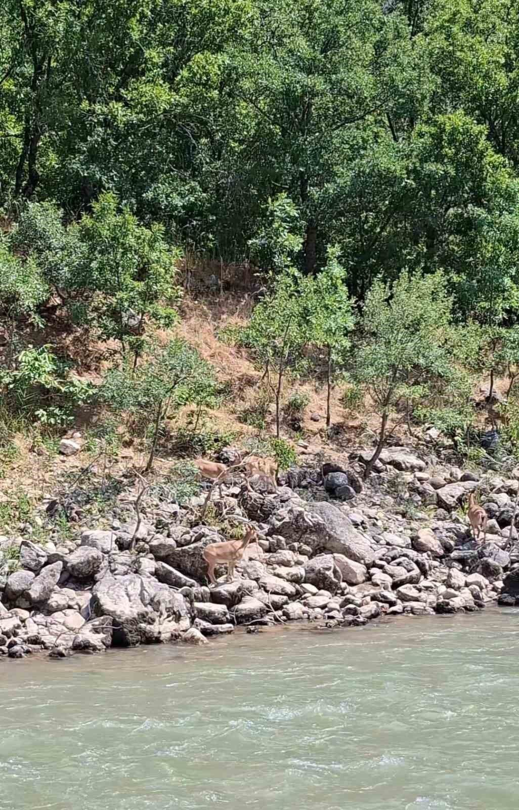 Tunceli'de koruma altındaki dağ keçileri Munzur Nehri kıyısında görüntülendi