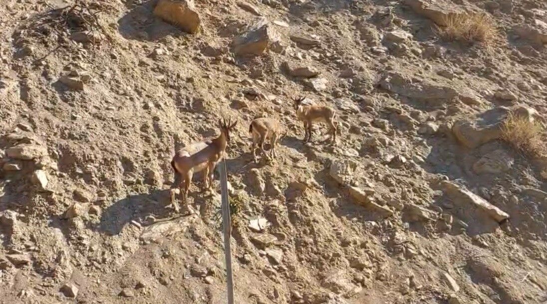 Tunceli'de nesli tükenme tehlikesi altında olan dağ keçileri görüntülendi