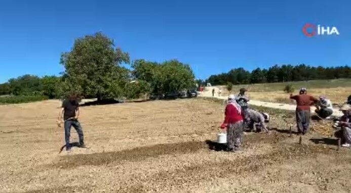 Safranbolu’da 600 Bin Liralık Safran İçin Yeni Sezon Başladı