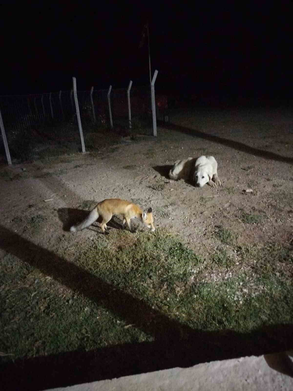 Eskişehir'de eve misafir olan tilki beslediler