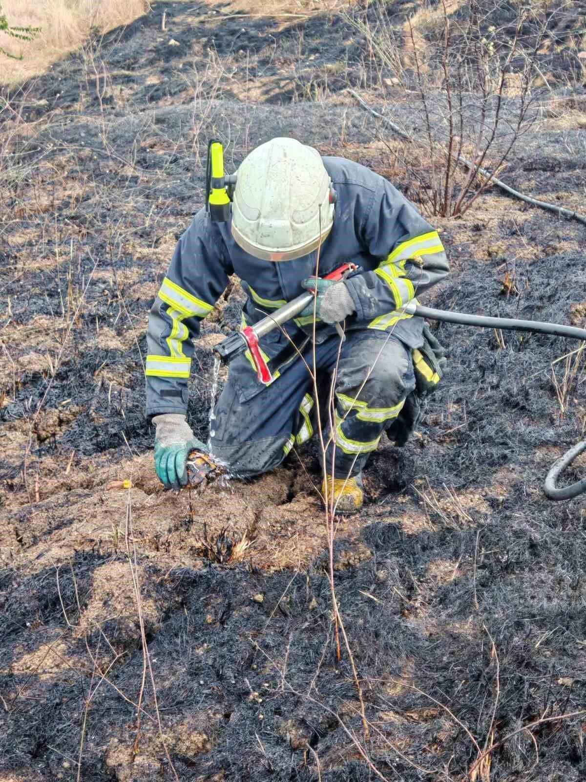 Yalova'da arazi yangından 11 kaplumbağa kurtarıldı