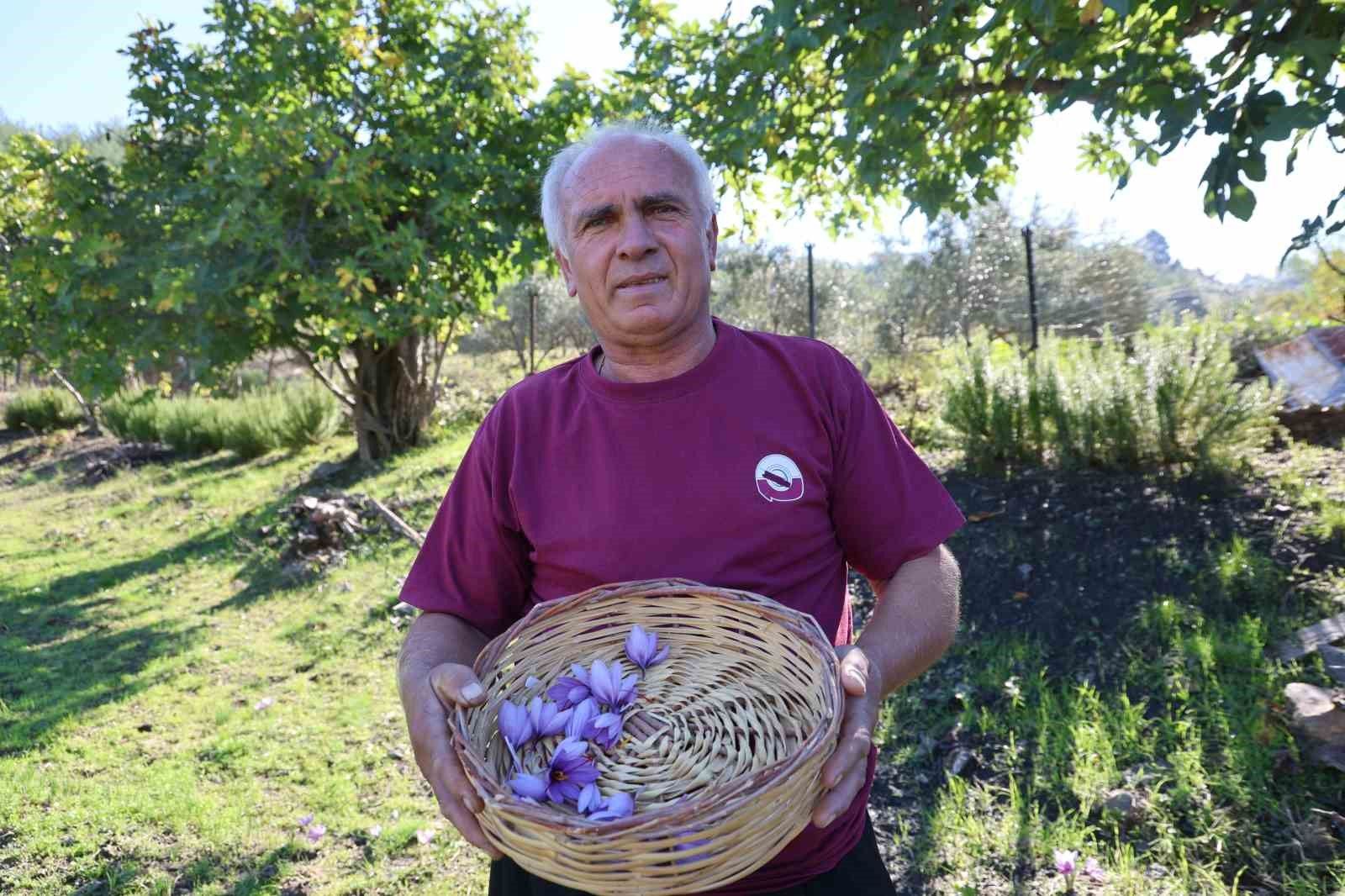 Adana'da safran hasadı başladı: Gramı 900 TL