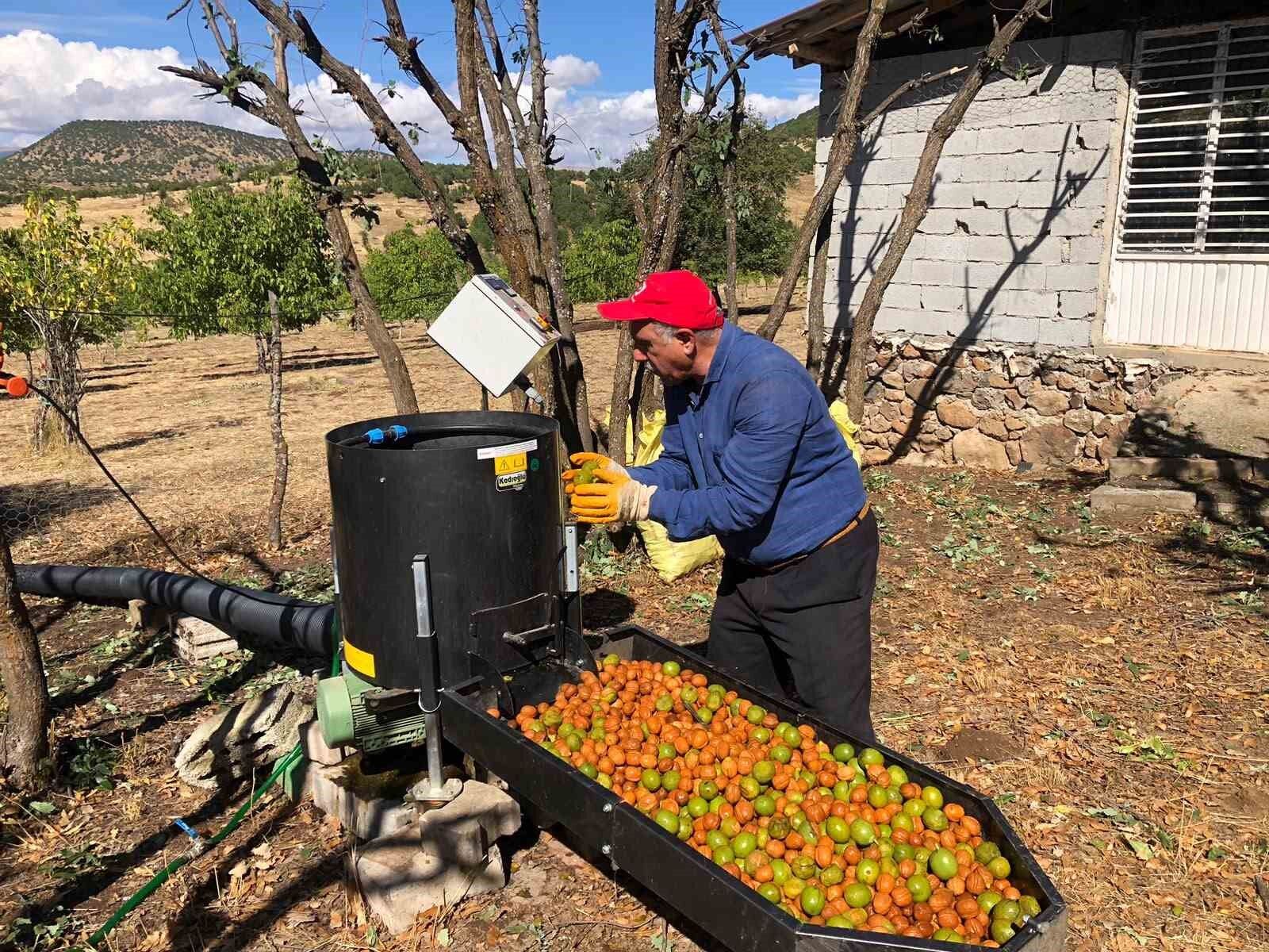 Bingöl'de ceviz hasadı başladı: 150 dönümden 6 ton ürün