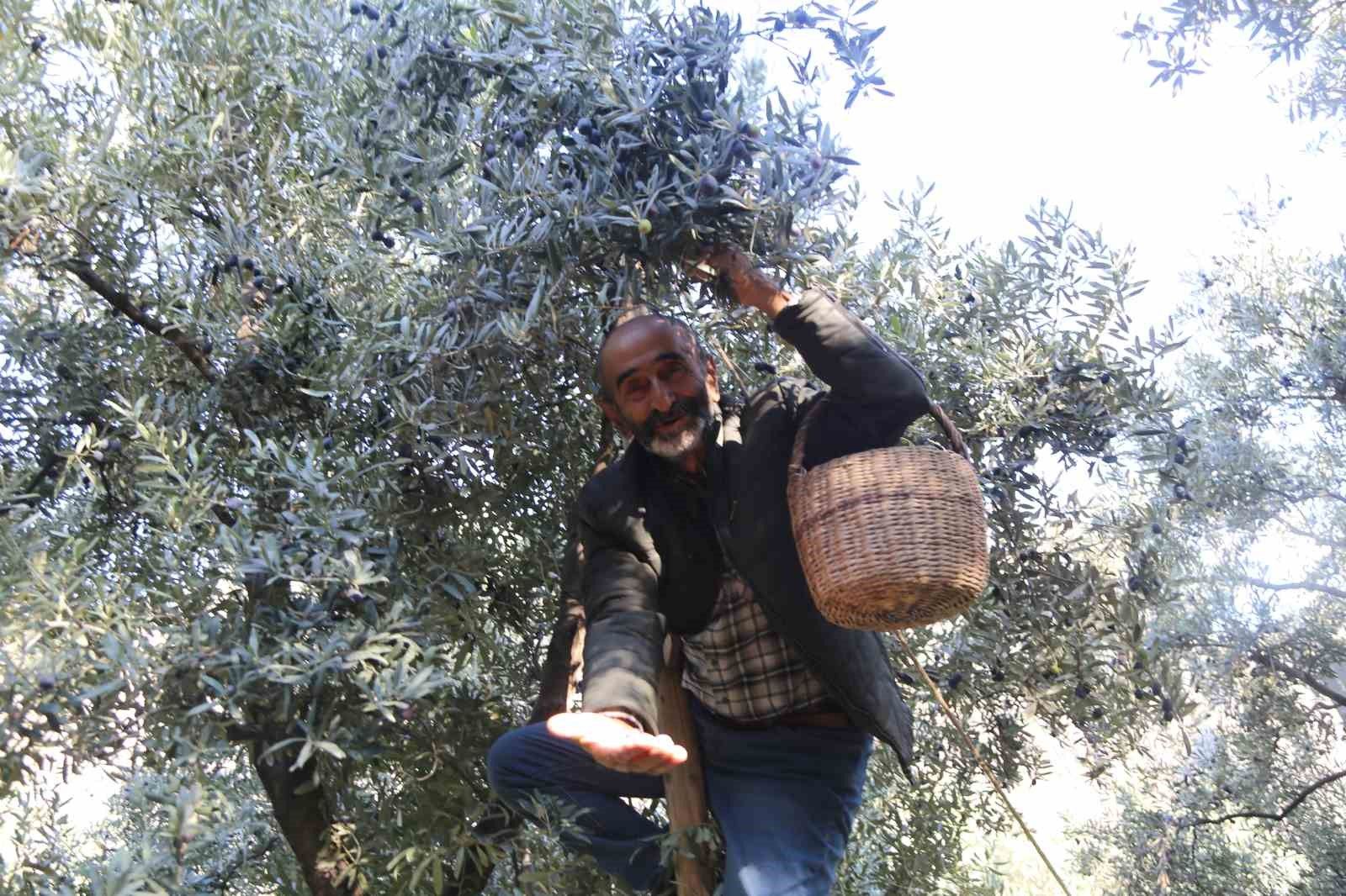 Çoruh Vadisi'nde Butko zeytini hasadı başladı