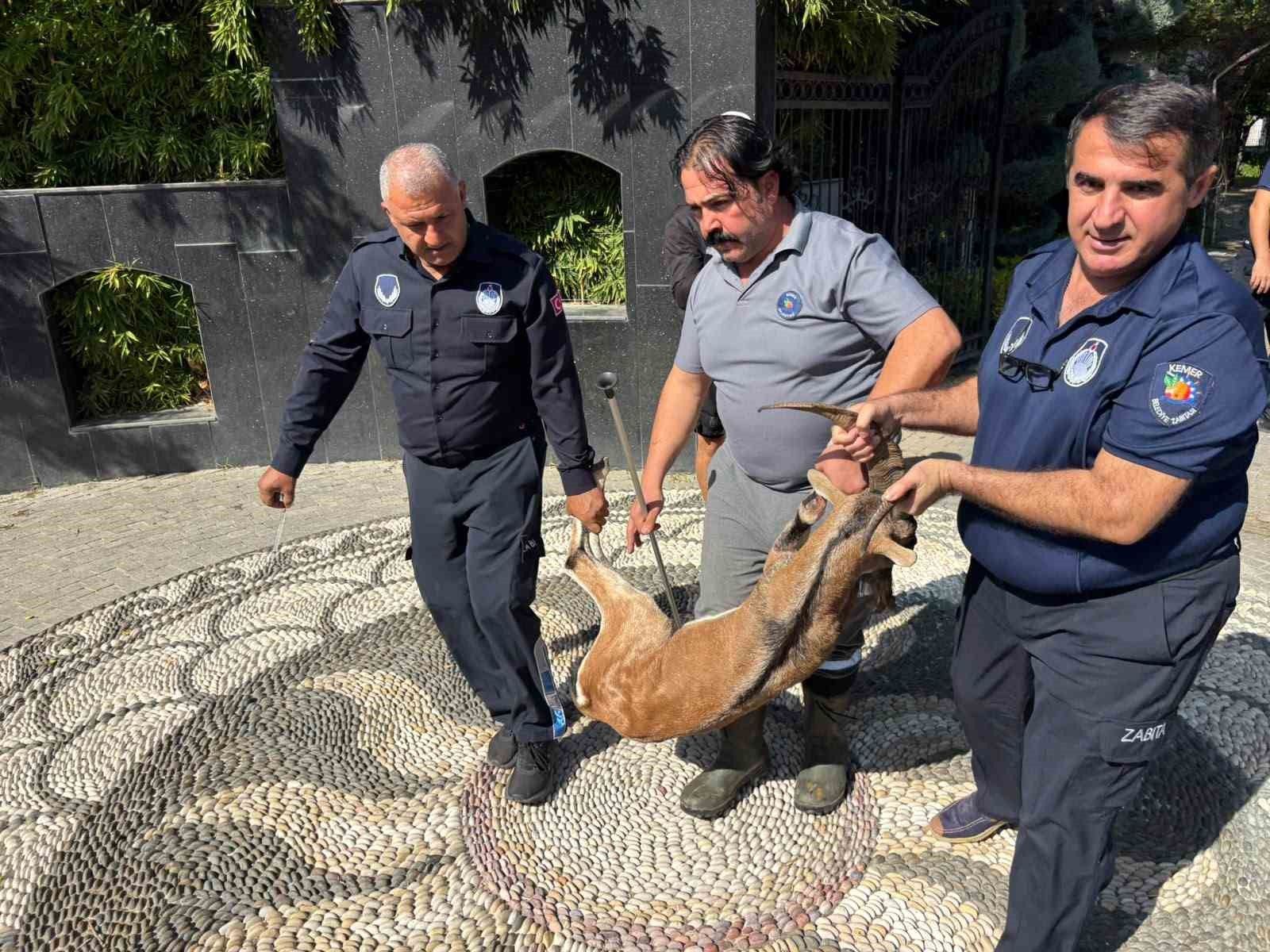 Kemer'de yaralı bulunan dağ keçisi tedavi altına alındı